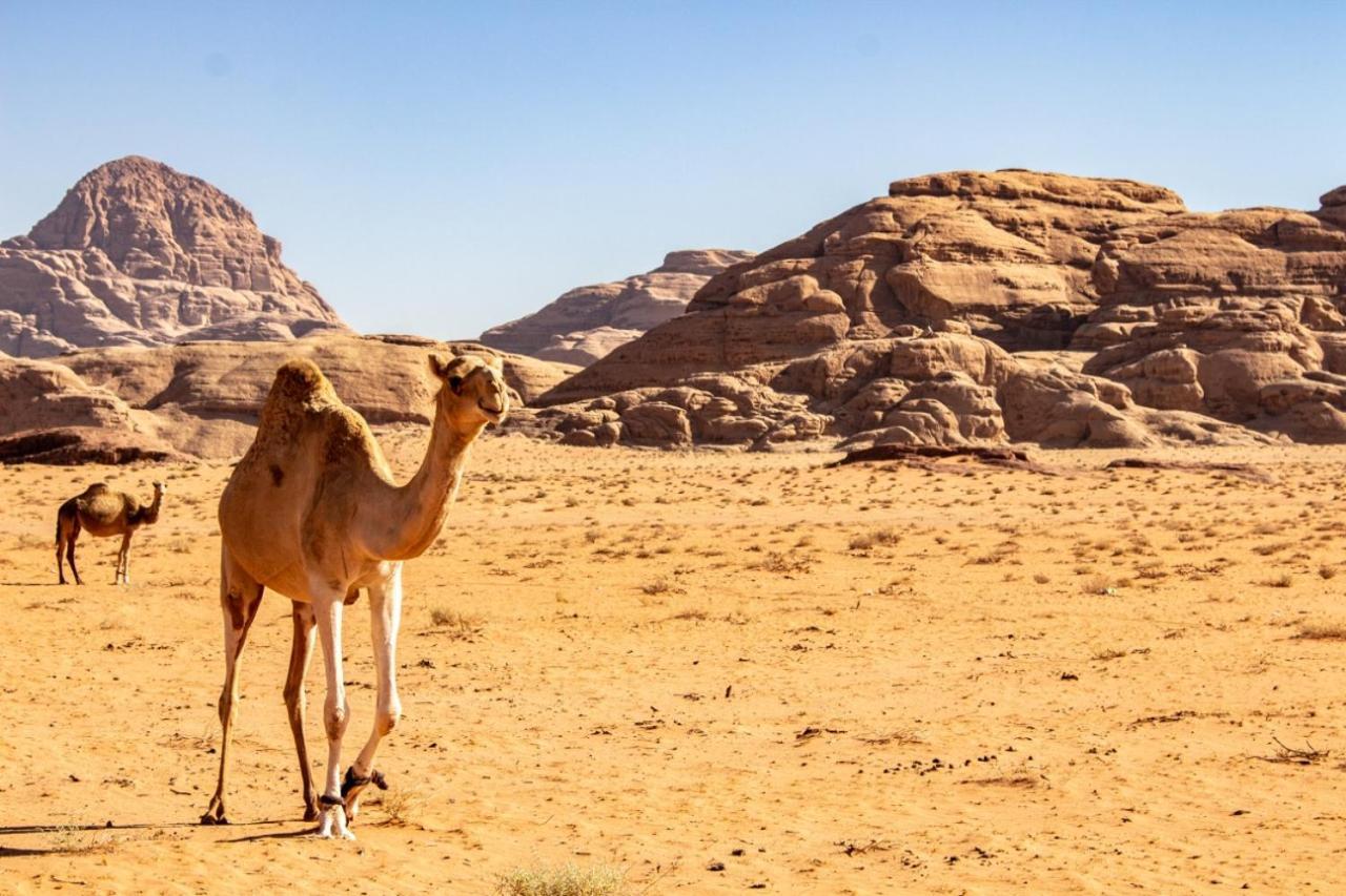 Hotel Quite Bedouin Life Wadi Rum Zewnętrze zdjęcie